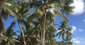 Egyptská poušť a oázy Dovolená v Severním Kypru: Co navštívit