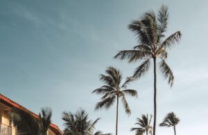 Jak si užít dovolenou u moře s domácím mazlíčkem Aktivity pro rodiny s dětmi na dovolené v Severním Kypru