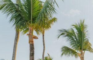 Dovolená v Bulharsku: Nejlepší místa k návštěvě pro rodiny s dětmi Tipy na romantickou dovolenou v Turecku